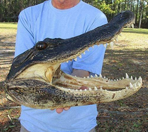 Alligator 18 Inch Head From a 12 Foot Louisiana Gator Taxidermy Swamp Wars Authentic