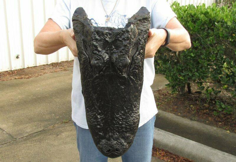Alligator 18 Inch Head From a 12 Foot Louisiana Gator Taxidermy Swamp Wars Authentic