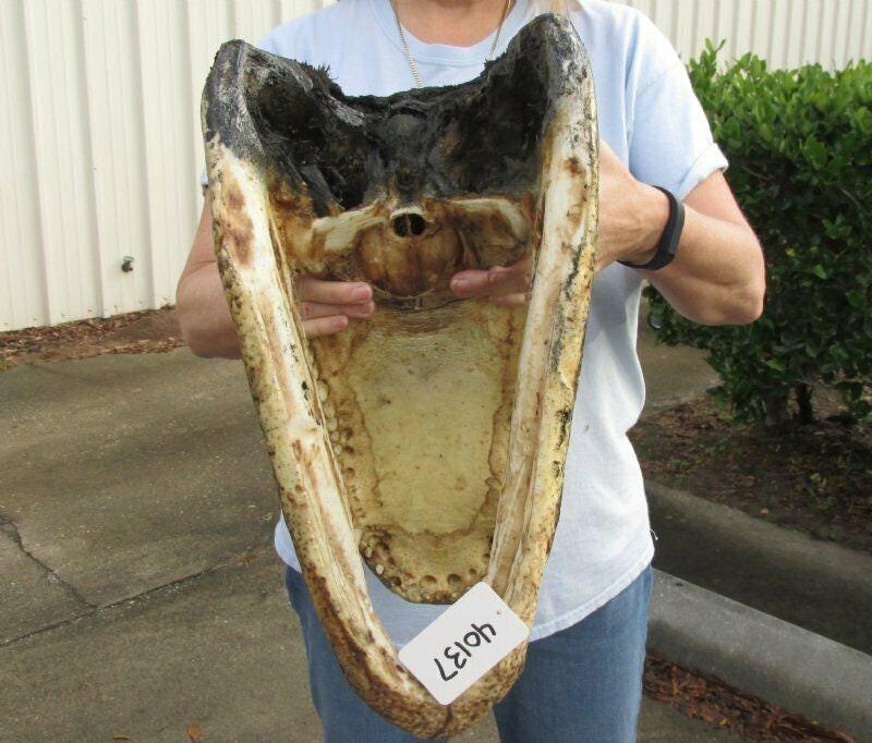 Alligator 18 Inch Head From a 12 Foot Louisiana Gator Taxidermy Swamp Wars Authentic