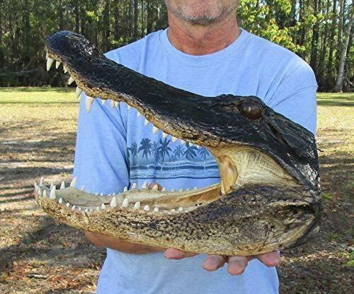 Alligator 18 Inch Head From a 12 Foot Louisiana Gator Taxidermy Swamp Wars Authentic