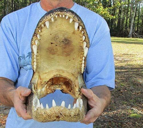 Alligator 18 Inch Head From a 12 Foot Louisiana Gator Taxidermy Swamp Wars Authentic