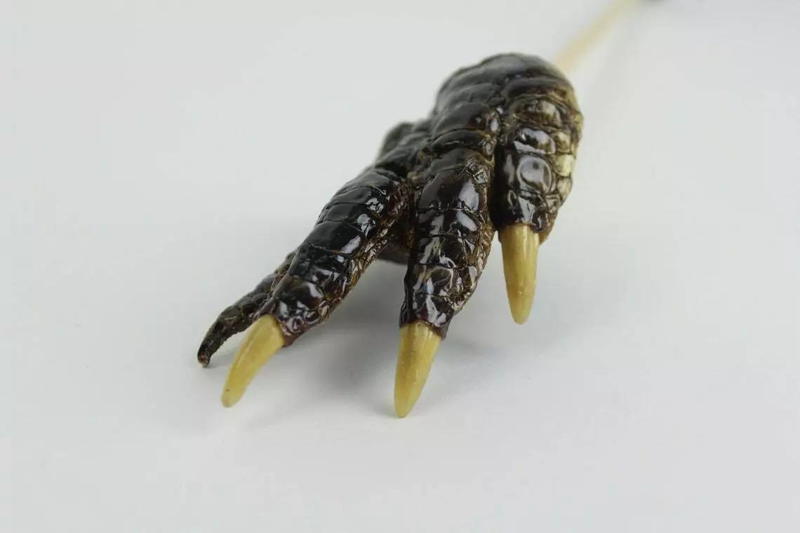 Authentic Real Alligator Paw Back Scratcher - Unique Handcrafted Reptile Gift, Natural Gator Claw