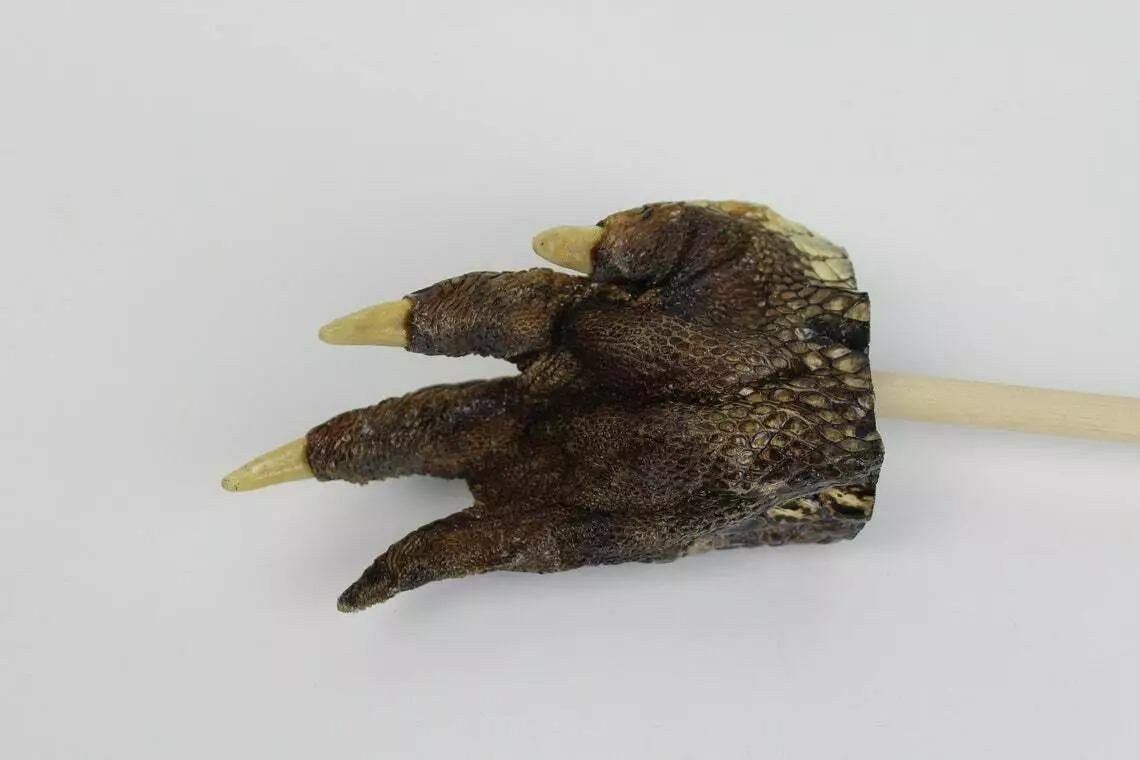 Authentic Real Alligator Paw Back Scratcher - Unique Handcrafted Reptile Gift, Natural Gator Claw