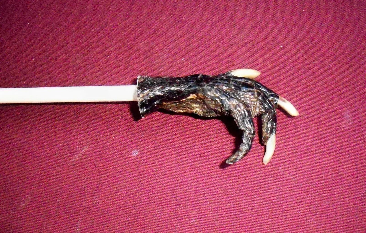 Authentic Real Alligator Paw Back Scratcher - Unique Handcrafted Reptile Gift, Natural Gator Claw