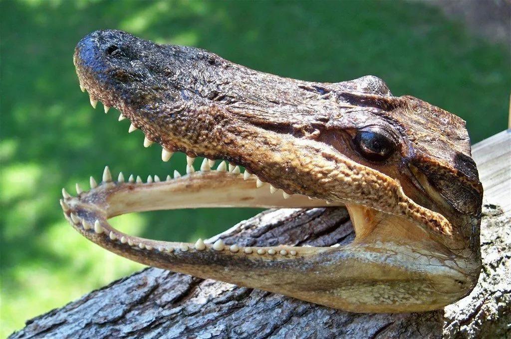 Gator Head 5-6 Inch Real Alligator Head Authentic Cajun Crocodile Sharp Florida