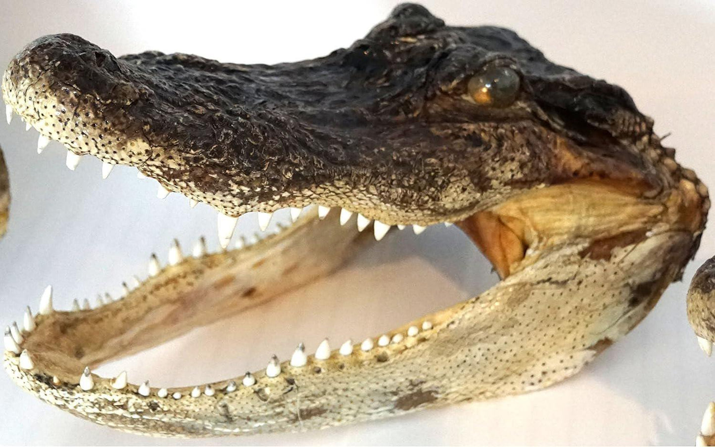 Gator Head 5-6 Inch Real Alligator Head Authentic Cajun Crocodile Sharp Florida