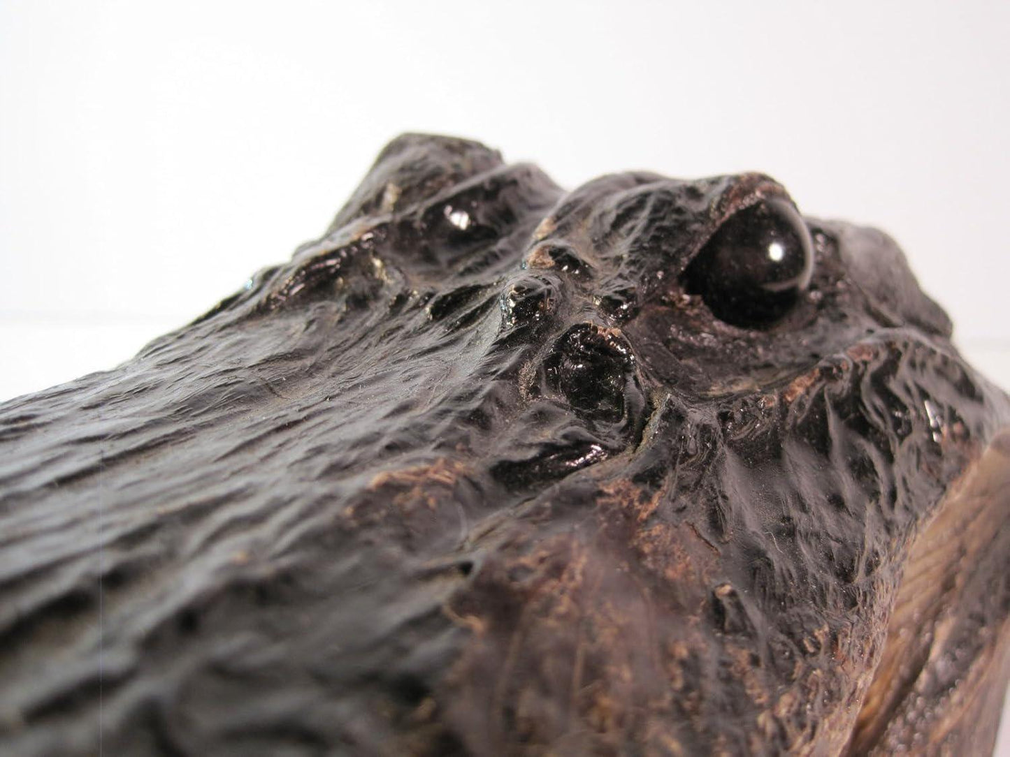 Real 10 Inch Alligator Taxidermy Head - Authentic Gator Skull, Unique Decor