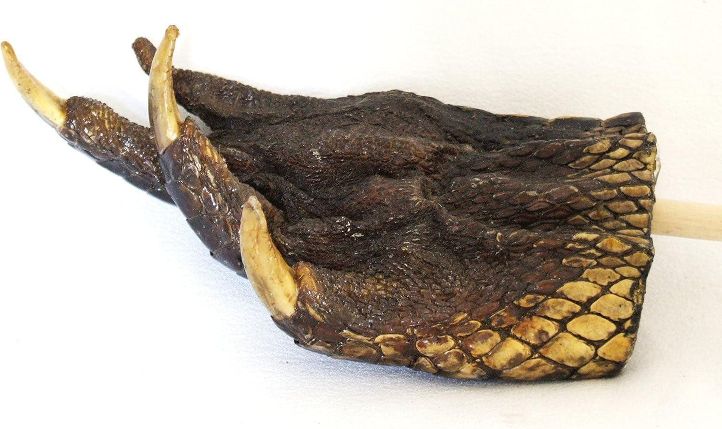 Authentic Real Alligator Paw Back Scratcher - Unique Handcrafted Reptile Gift, Natural Gator Claw