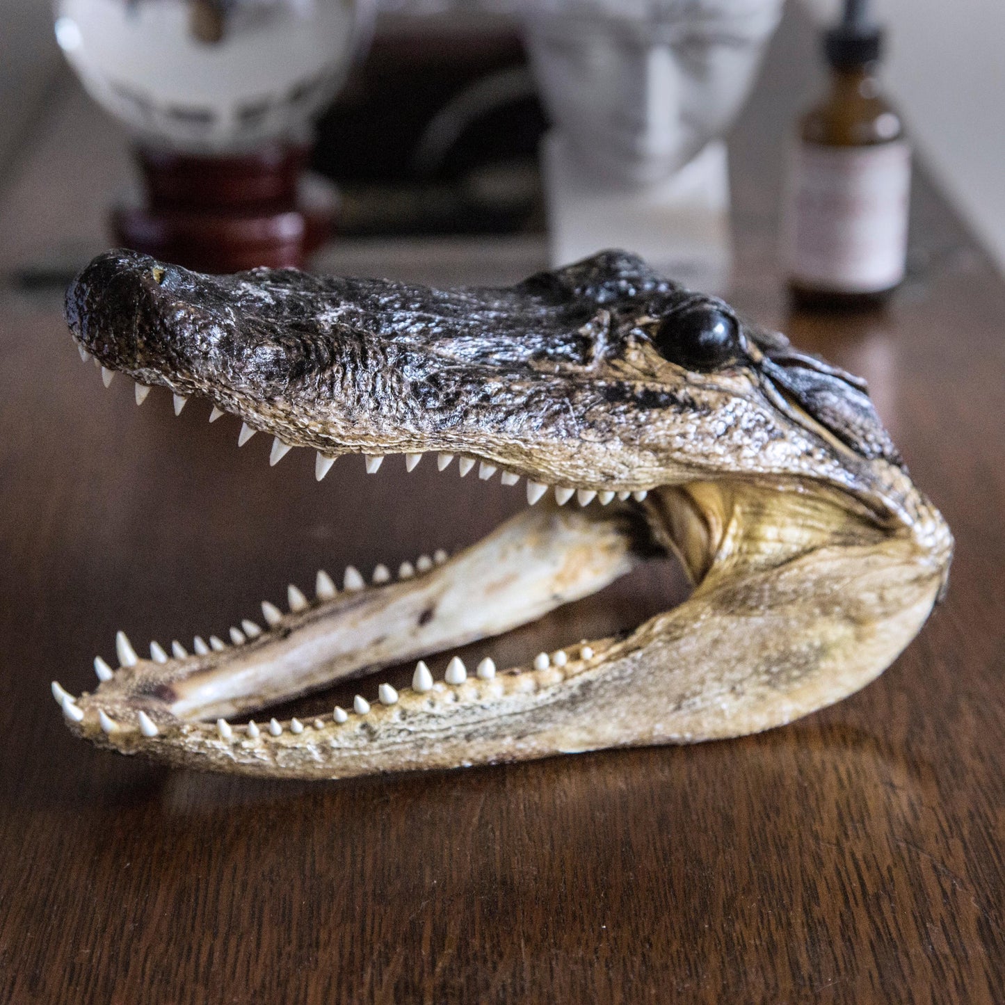 7-Inch Real Alligator Taxidermy Head | Authentic Gator Skull | Unique Wildlife Decor