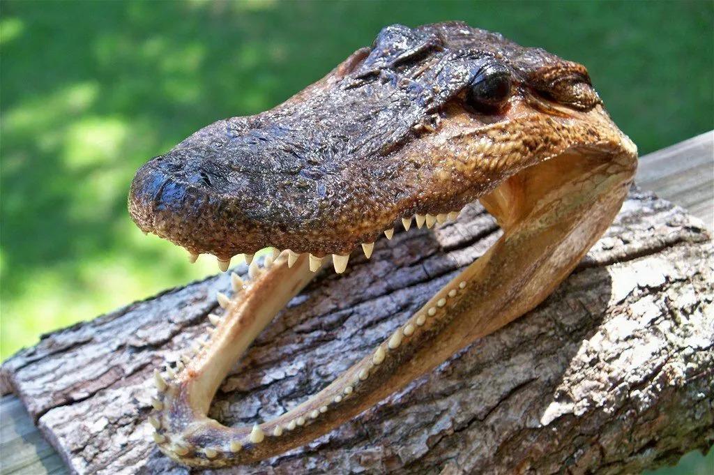 7-Inch Real Alligator Taxidermy Head | Authentic Gator Skull | Unique Wildlife Decor