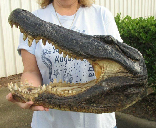 Alligator 18 Inch Head From a 12 Foot Louisiana Gator Taxidermy Swamp Wars Authentic