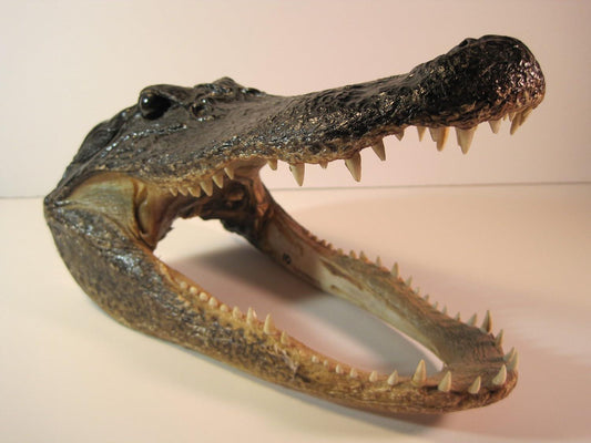 Real 10 Inch Alligator Taxidermy Head - Authentic Gator Skull, Unique Decor