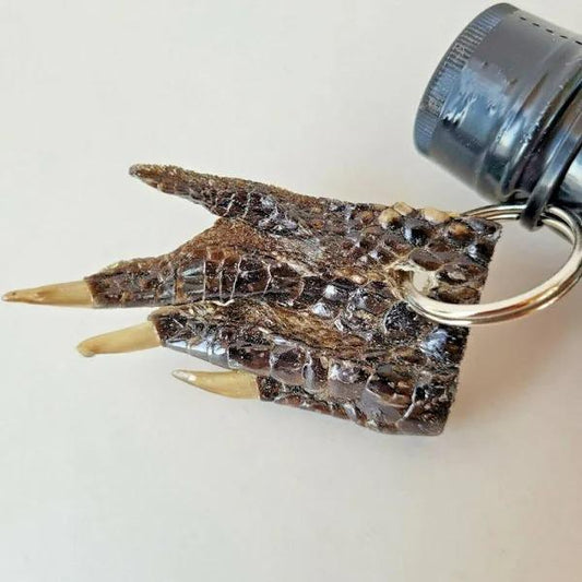 Title: Real Gator Claw Keychain | Authentic Florida Alligator Souvenir | Unique Gift